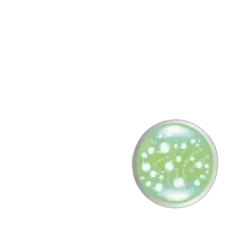 Lactobacillus plantarum – probiotyk dla zdrowia jelit